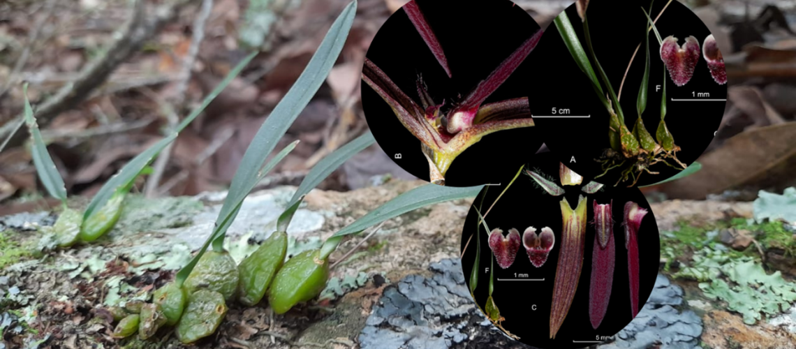 Descubren nueva especie de orquídea en Colombia, reafirmando su liderazgo en biodiversidad