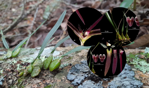 Descubren nueva especie de orquídea en Colombia, reafirmando su liderazgo en biodiversidad