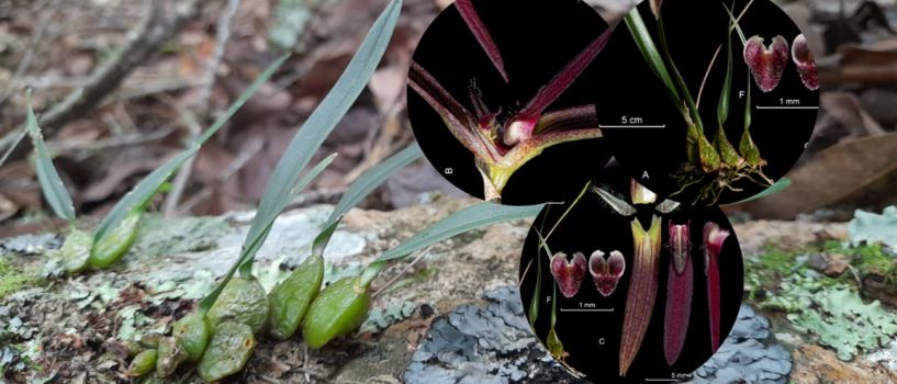 Descubren nueva especie de orquídea en Colombia, reafirmando su liderazgo en biodiversidad