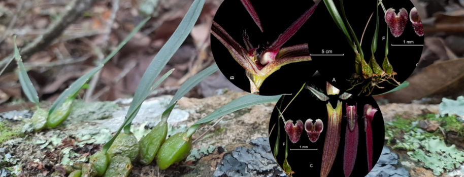 Descubren nueva especie de orquídea en Colombia, reafirmando su liderazgo en biodiversidad