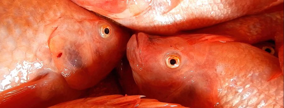 El Huila está preparado para abastecer la alta demanda de pescado del país durante Semana Santa