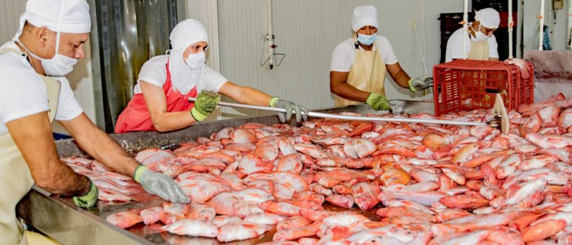 El Huila se consolida como el primer productor piscícola del país