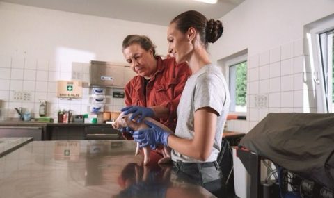 Innovación en la porcicultura colombiana: un paso adelante en salud animal