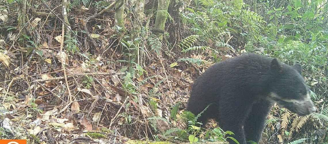 Por primera vez es avistada una osa de anteojos con su cría en Rivera, Huila
