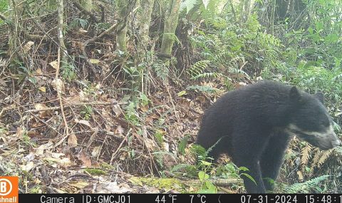 Por primera vez es avistada una osa de anteojos con su cría en Rivera, Huila