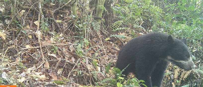 Por primera vez es avistada una osa de anteojos con su cría en Rivera, Huila