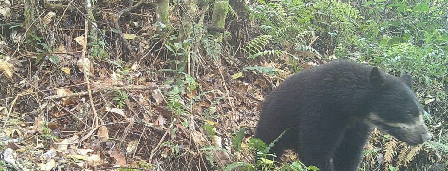 Por primera vez es avistada una osa de anteojos con su cría en Rivera, Huila