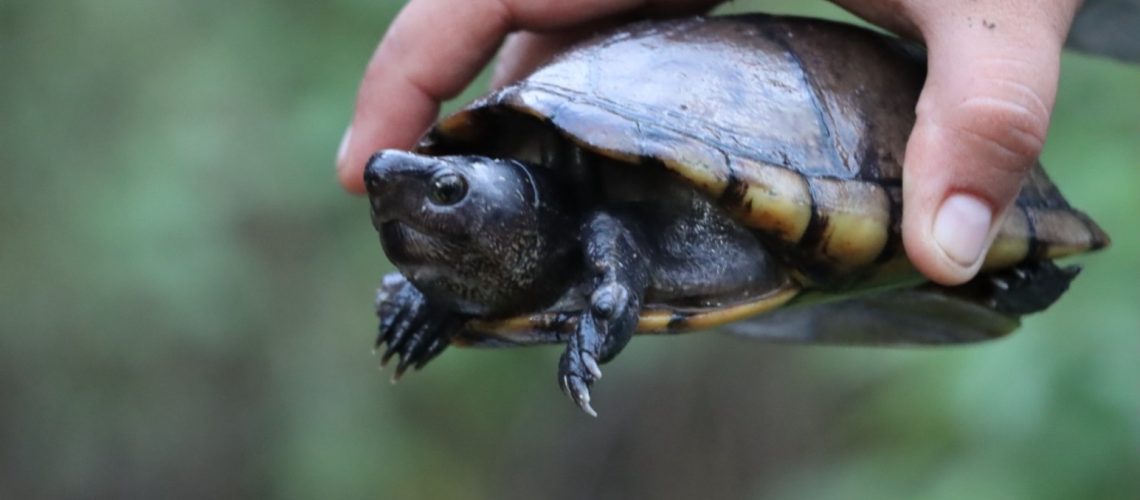 Regresan a su hábitat 21 animales silvestres en el Huila