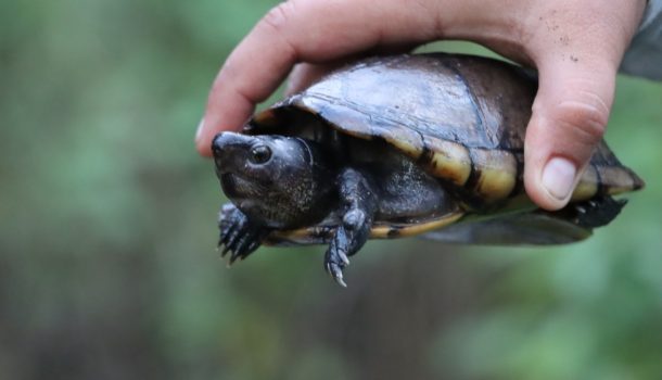 Regresan a su hábitat 21 animales silvestres en el Huila