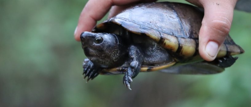 Regresan a su hábitat 21 animales silvestres en el Huila