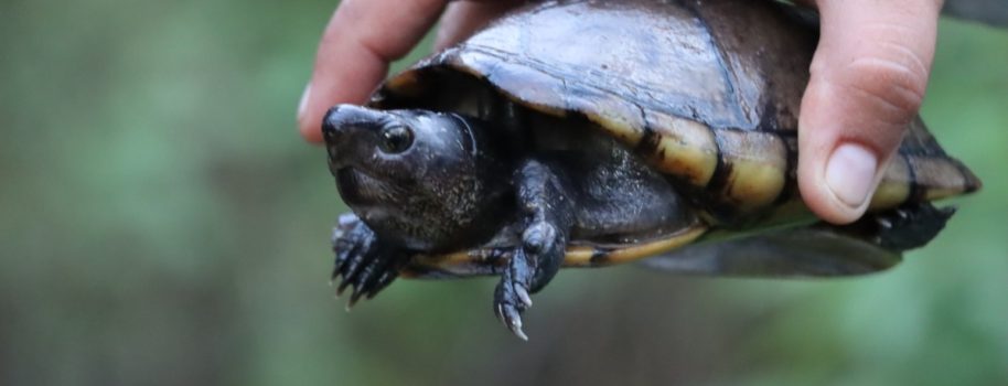 Regresan a su hábitat 21 animales silvestres en el Huila