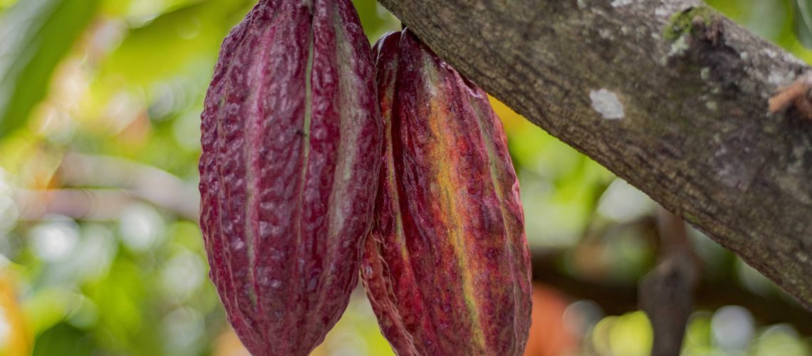 Definidos los 20 clones de cacao con mayor potencial en el Huila