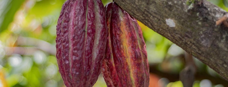 Definidos los 20 clones de cacao con mayor potencial en el Huila