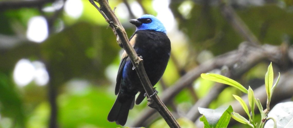 Huila, entre los 10 departamentos con mayor registro de aves de Colombia