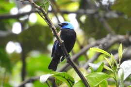 Huila, entre los 10 departamentos con mayor registro de aves de Colombia