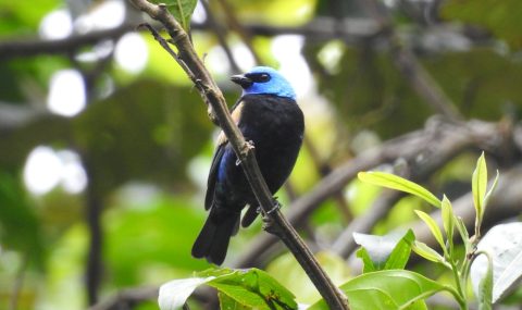 Huila, entre los 10 departamentos con mayor registro de aves de Colombia