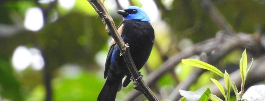 Huila, entre los 10 departamentos con mayor registro de aves de Colombia