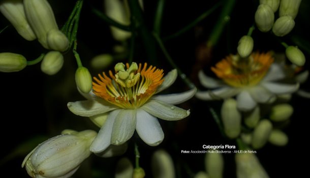 Listos los ganadores del concurso de fotografía ambiental 2025