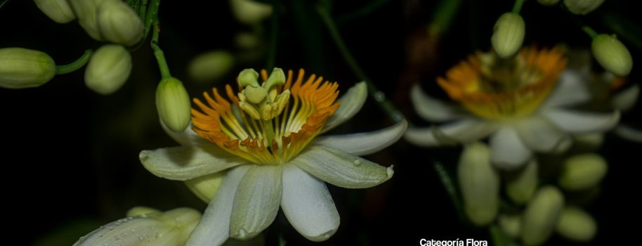 Listos los ganadores del concurso de fotografía ambiental 2025
