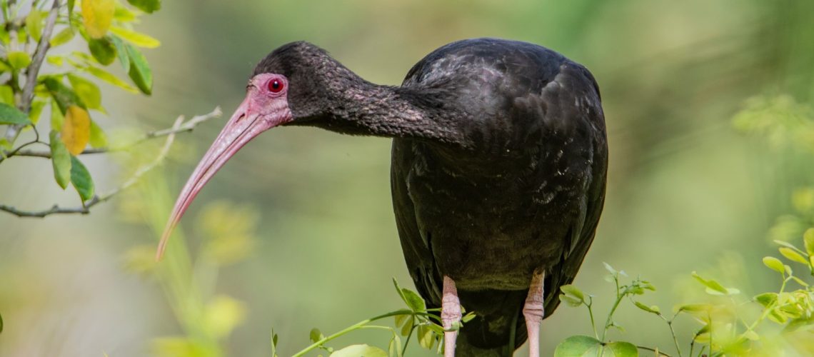Más de 250 especies de aves fueron avistadas en áreas  del Grupo Ecopetrol durante el Global Big Day