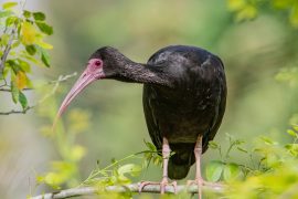 Más de 250 especies de aves fueron avistadas en áreas  del Grupo Ecopetrol durante el Global Big Day
