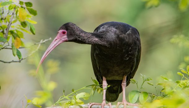 Más de 250 especies de aves fueron avistadas en áreas  del Grupo Ecopetrol durante el Global Big Day
