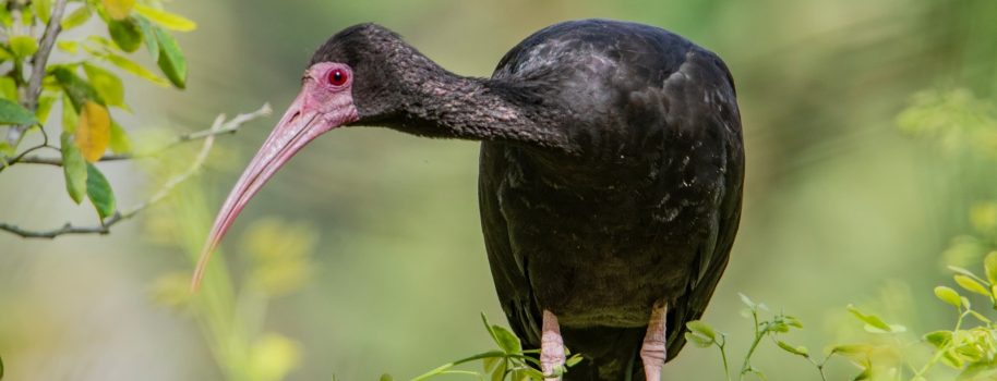 Más de 250 especies de aves fueron avistadas en áreas  del Grupo Ecopetrol durante el Global Big Day