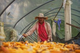 Sistemas productivos sostenibles, una apuesta por la conservación de áreas protegidas del Huila