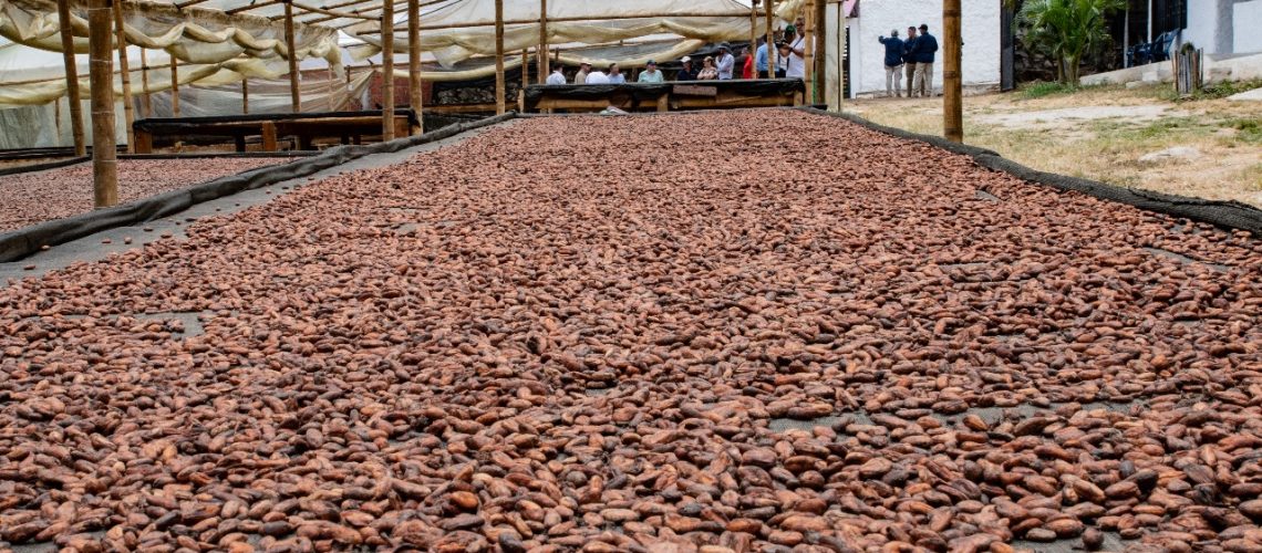 Café y cacao: dos apuestas productivas con gran potencial en el Huila