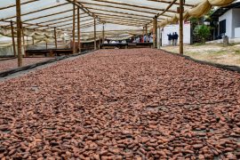 Café y cacao: dos apuestas productivas con gran potencial en el Huila