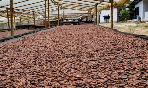 Café y cacao: dos apuestas productivas con gran potencial en el Huila