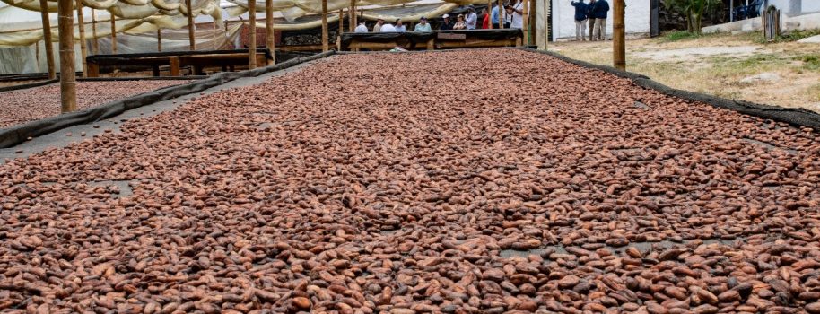 Café y cacao: dos apuestas productivas con gran potencial en el Huila