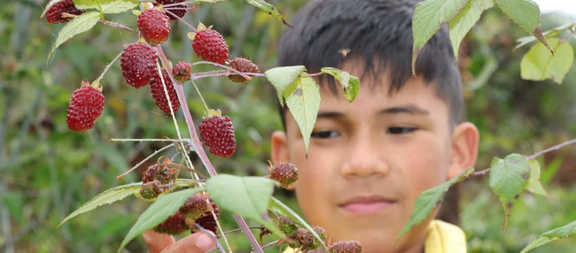 Con cultivos de mora y especies menores, familias de Isnos conservan el Parque Natural El Dorado