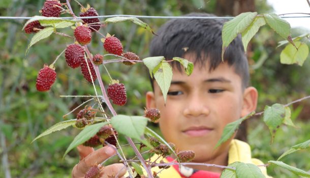 Con cultivos de mora y especies menores, familias de Isnos conservan el Parque Natural El Dorado