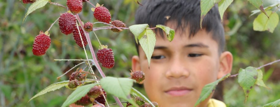 Con cultivos de mora y especies menores, familias de Isnos conservan el Parque Natural El Dorado