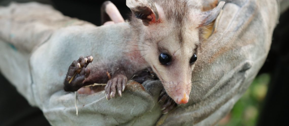 Ejemplares de fauna silvestre, fueron liberados en el Huila
