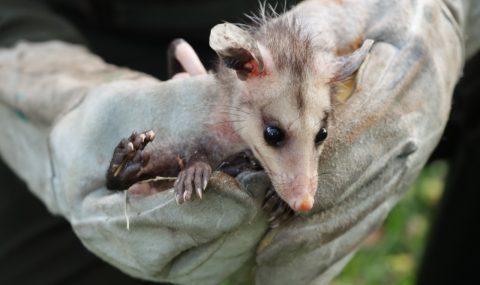 Ejemplares de fauna silvestre, fueron liberados en el Huila