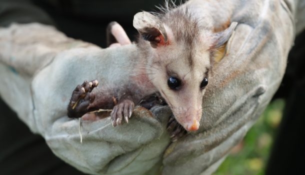 Ejemplares de fauna silvestre, fueron liberados en el Huila