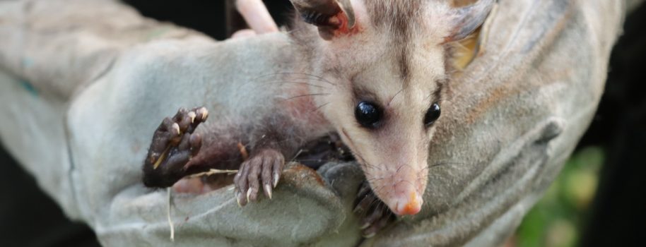 Ejemplares de fauna silvestre, fueron liberados en el Huila