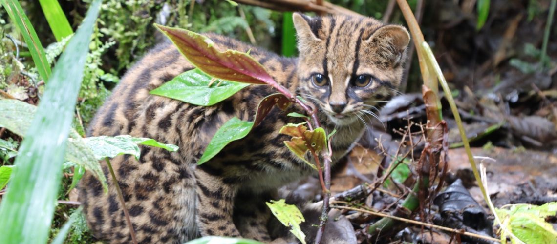 Pumas y tigrillos criados artificialmente vuelven a su hábitat natural en el Huila