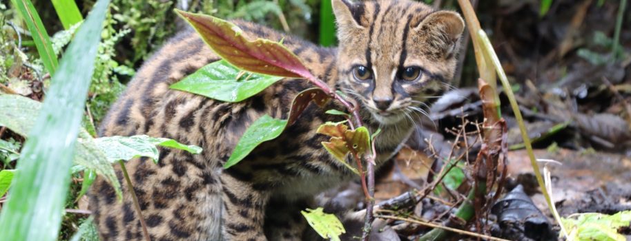 Pumas y tigrillos criados artificialmente vuelven a su hábitat natural en el Huila