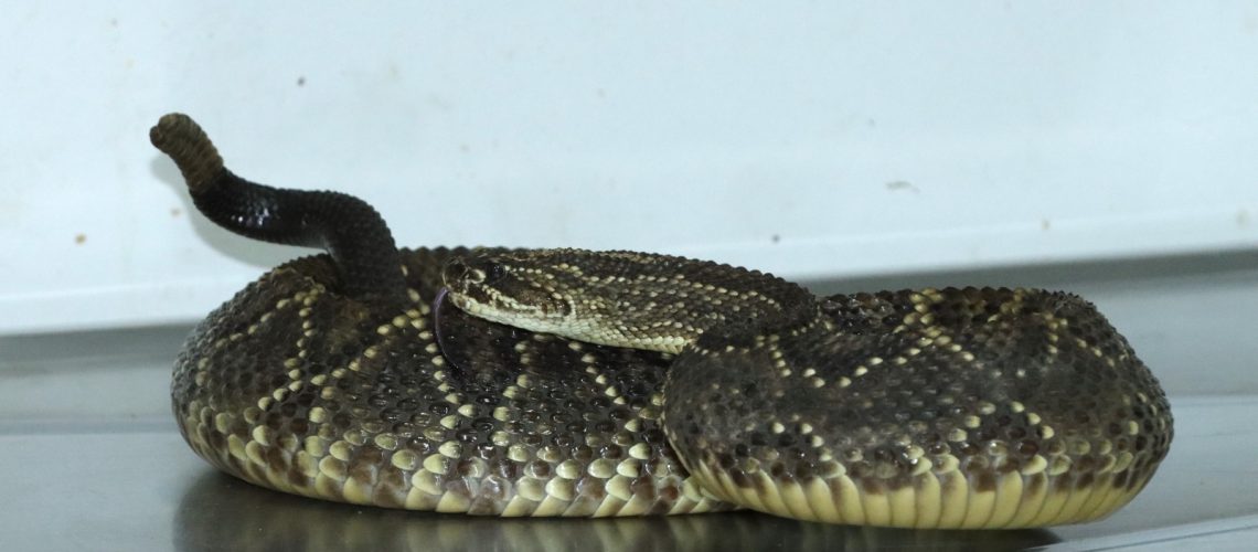 Serpiente cascabel era transportada como encomienda en el Huila
