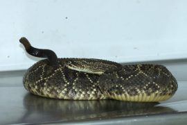 Serpiente cascabel era transportada como encomienda en el Huila