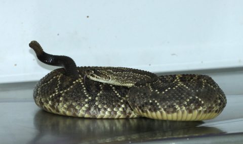 Serpiente cascabel era transportada como encomienda en el Huila