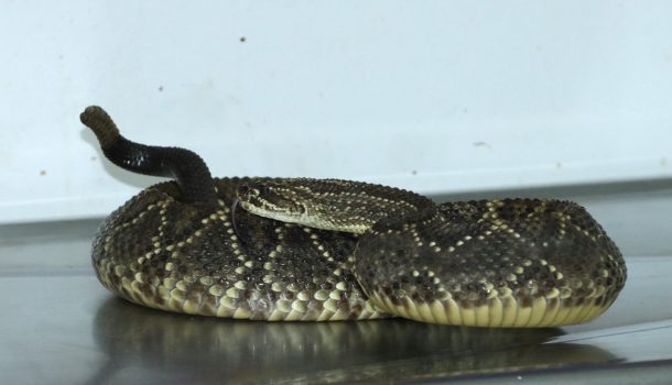 Serpiente cascabel era transportada como encomienda en el Huila
