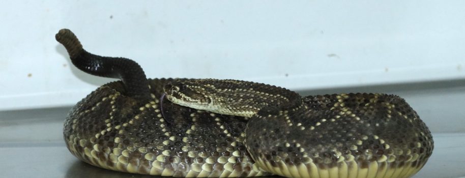 Serpiente cascabel era transportada como encomienda en el Huila