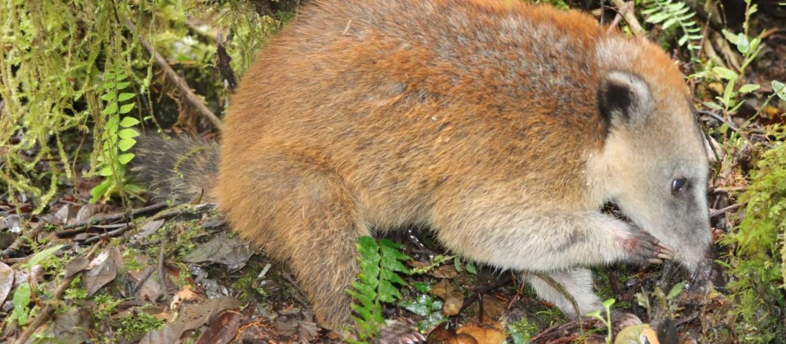 Volvió al bosque el cusumbo que permanecía como mascota en Saladoblanco