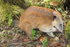 Volvió al bosque el cusumbo que permanecía como mascota en Saladoblanco