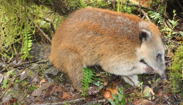 Volvió al bosque el cusumbo que permanecía como mascota en Saladoblanco