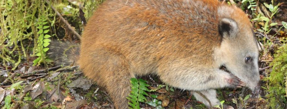 Volvió al bosque el cusumbo que permanecía como mascota en Saladoblanco